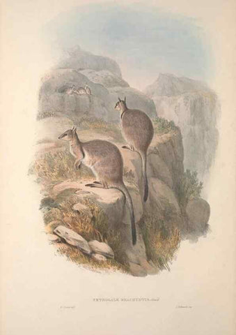 Reproducción/Reproduction 9401174464: [A monograph of the Macropodidæ, or family of kangaroos].. London :The Author,1841-1842