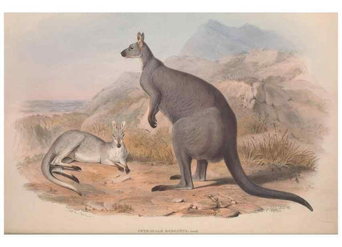 Reproducción/Reproduction 9401173450: [A monograph of the Macropodidæ, or family of kangaroos].. London :The Author,1841-1842