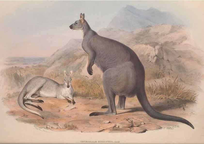 Reproducción/Reproduction 9401173450: [A monograph of the Macropodidæ, or family of kangaroos].. London :The Author,1841-1842