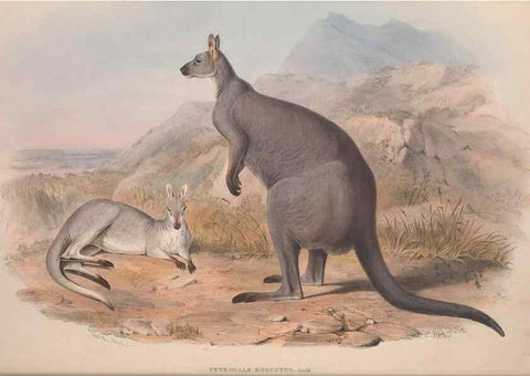 Reproducción/Reproduction 9401173450: [A monograph of the Macropodidæ, or family of kangaroos].. London :The Author,1841-1842