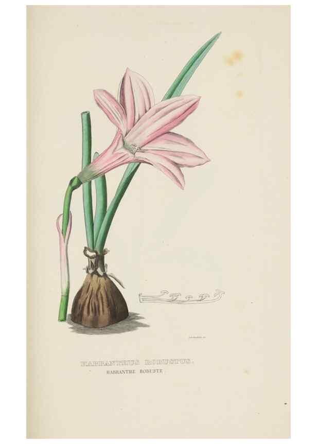 Reproducción/Reproduction 9368549189: Dictionnaire classique des sciences naturelles :. Brussels :Meline, Cans et Ce.,1853.