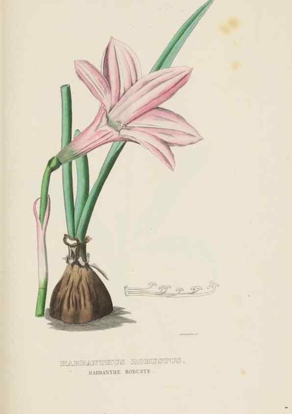 Reproducción/Reproduction 9368549189: Dictionnaire classique des sciences naturelles :. Brussels :Meline, Cans et Ce.,1853.