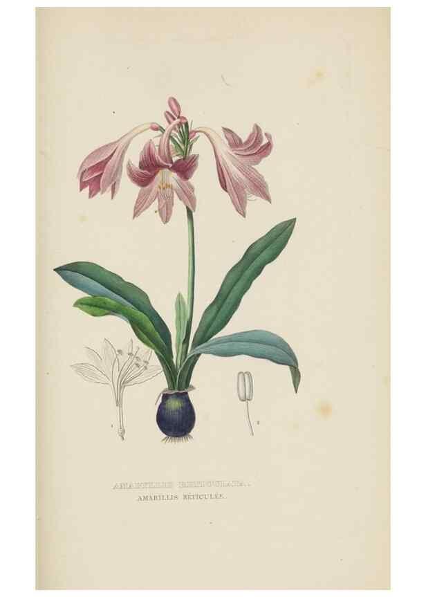 Reproducción/Reproduction 9368550011: Dictionnaire classique des sciences naturelles :. Brussels :Meline, Cans et Ce.,1853.