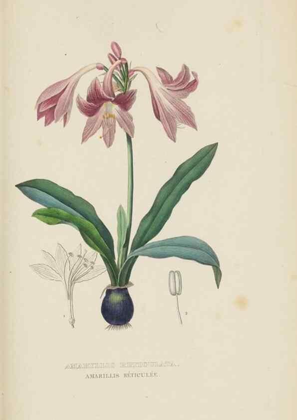 Reproducción/Reproduction 9368550011: Dictionnaire classique des sciences naturelles :. Brussels :Meline, Cans et Ce.,1853.