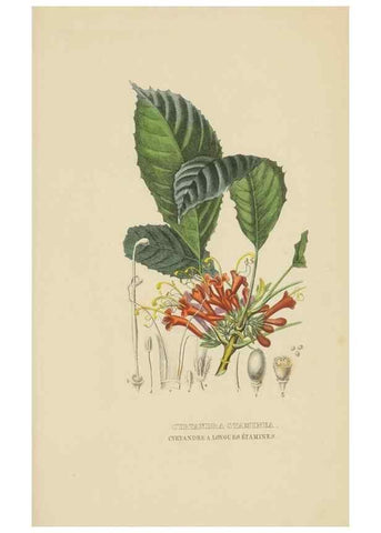 Reproducción/Reproduction 9371329046: Dictionnaire classique des sciences naturelles :. Brussels :Meline, Cans et Ce.,1853.