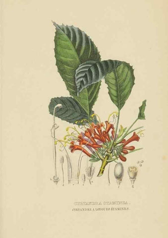 Reproducción/Reproduction 9371329046: Dictionnaire classique des sciences naturelles :. Brussels :Meline, Cans et Ce.,1853.