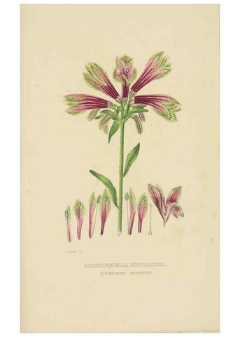 Reproducción/Reproduction 9371329840: Dictionnaire classique des sciences naturelles :. Brussels :Meline, Cans et Ce.,1853.