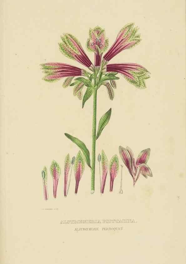 Reproducción/Reproduction 9371329840: Dictionnaire classique des sciences naturelles :. Brussels :Meline, Cans et Ce.,1853.