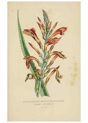 Reproducción/Reproduction 9368552493: Dictionnaire classique des sciences naturelles :. Brussels :Meline, Cans et Ce.,1853.