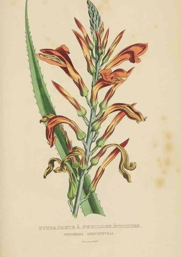 Reproducción/Reproduction 9368552493: Dictionnaire classique des sciences naturelles :. Brussels :Meline, Cans et Ce.,1853.