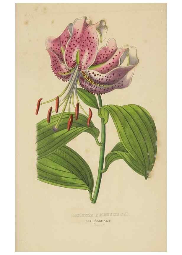 Reproducción/Reproduction 9371331800: Dictionnaire classique des sciences naturelles :. Brussels :Meline, Cans et Ce.,1853.