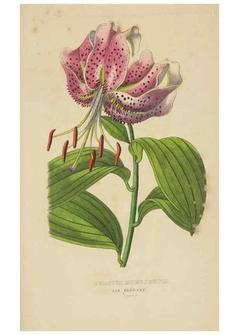 Reproducción/Reproduction 9371331800: Dictionnaire classique des sciences naturelles :. Brussels :Meline, Cans et Ce.,1853.