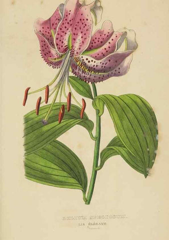 Reproducción/Reproduction 9371331800: Dictionnaire classique des sciences naturelles :. Brussels :Meline, Cans et Ce.,1853.