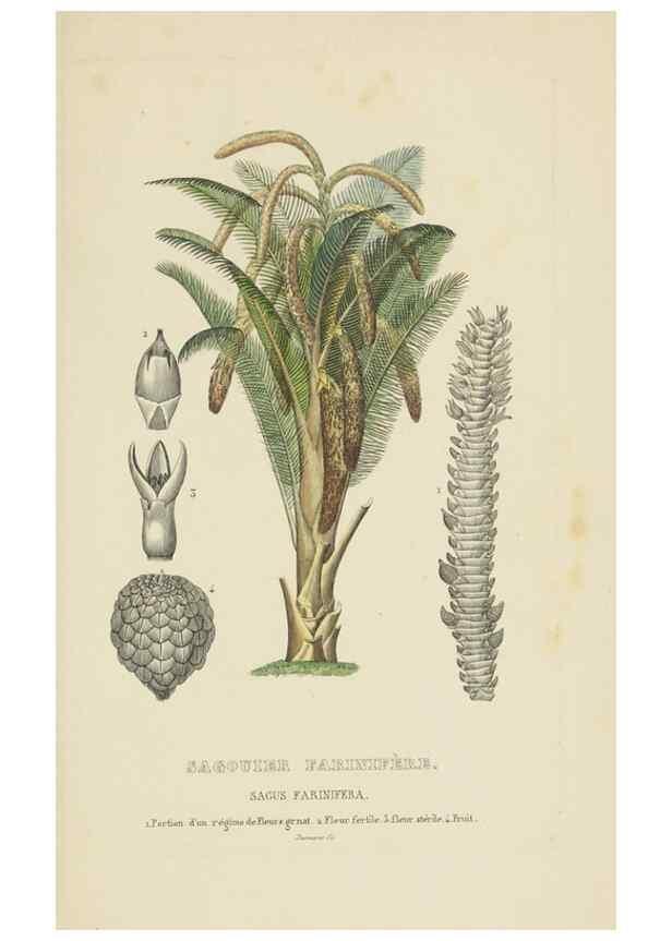 Reproducción/Reproduction 9371332872: Dictionnaire classique des sciences naturelles :. Brussels :Meline, Cans et Ce.,1853.