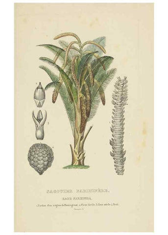 Reproducción/Reproduction 9371332872: Dictionnaire classique des sciences naturelles :. Brussels :Meline, Cans et Ce.,1853.