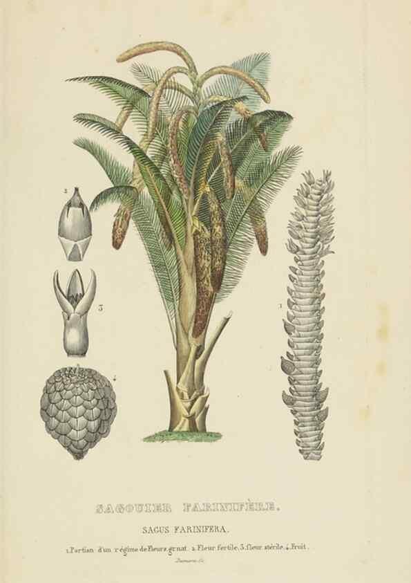 Reproducción/Reproduction 9371332872: Dictionnaire classique des sciences naturelles :. Brussels :Meline, Cans et Ce.,1853.