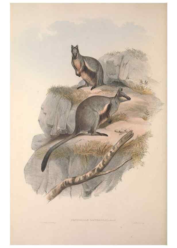 Reproducción/Reproduction 9398431685: [A monograph of the Macropodidæ, or family of kangaroos].. London :The Author,1841-1842