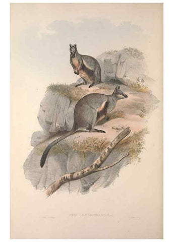 Reproducción/Reproduction 9398431685: [A monograph of the Macropodidæ, or family of kangaroos].. London :The Author,1841-1842