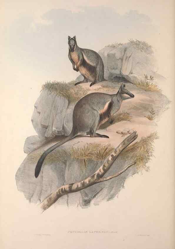 Reproducción/Reproduction 9398431685: [A monograph of the Macropodidæ, or family of kangaroos].. London :The Author,1841-1842