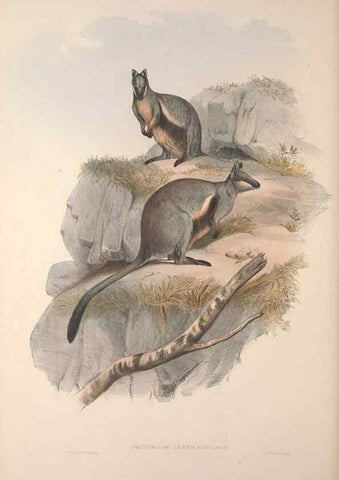 Reproducción/Reproduction 9398431685: [A monograph of the Macropodidæ, or family of kangaroos].. London :The Author,1841-1842
