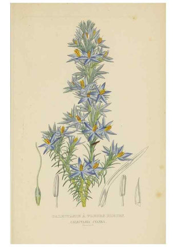 Reproducción/Reproduction 9368555451: Dictionnaire classique des sciences naturelles :. Brussels :Meline, Cans et Ce.,1853.