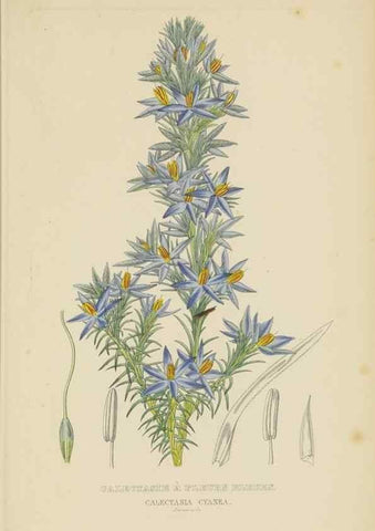 Reproducción/Reproduction 9368555451: Dictionnaire classique des sciences naturelles :. Brussels :Meline, Cans et Ce.,1853.