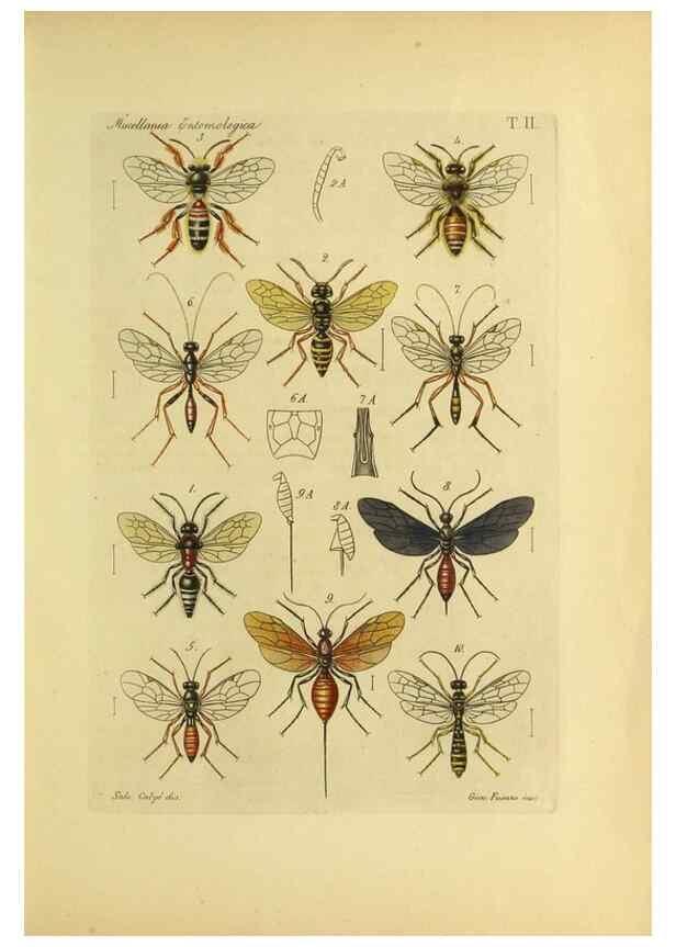 Reproducción/Reproduction 9390338023: Miscellanea entomologica.. Napoli,Tip. della Reale accademia delle scienze fisiche e matematiche,1888-93.