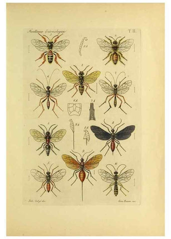 Reproducción/Reproduction 9390338023: Miscellanea entomologica.. Napoli,Tip. della Reale accademia delle scienze fisiche e matematiche,1888-93.