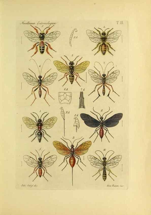 Reproducción/Reproduction 9390338023: Miscellanea entomologica.. Napoli,Tip. della Reale accademia delle scienze fisiche e matematiche,1888-93.