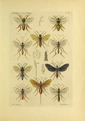 Reproducción/Reproduction 9390338023: Miscellanea entomologica.. Napoli,Tip. della Reale accademia delle scienze fisiche e matematiche,1888-93.