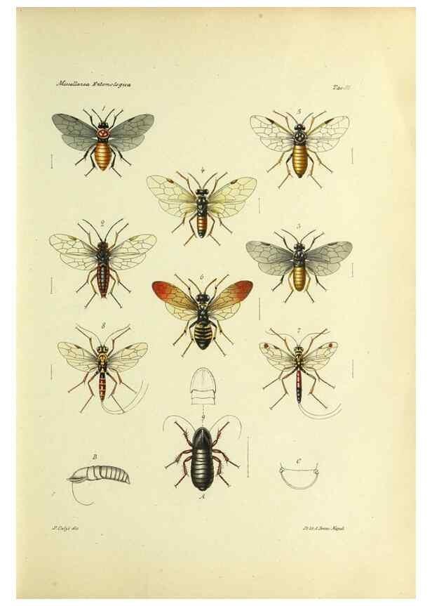 Reproducción/Reproduction 9390338663: Miscellanea entomologica.. Napoli,Tip. della Reale accademia delle scienze fisiche e matematiche,1888-93.