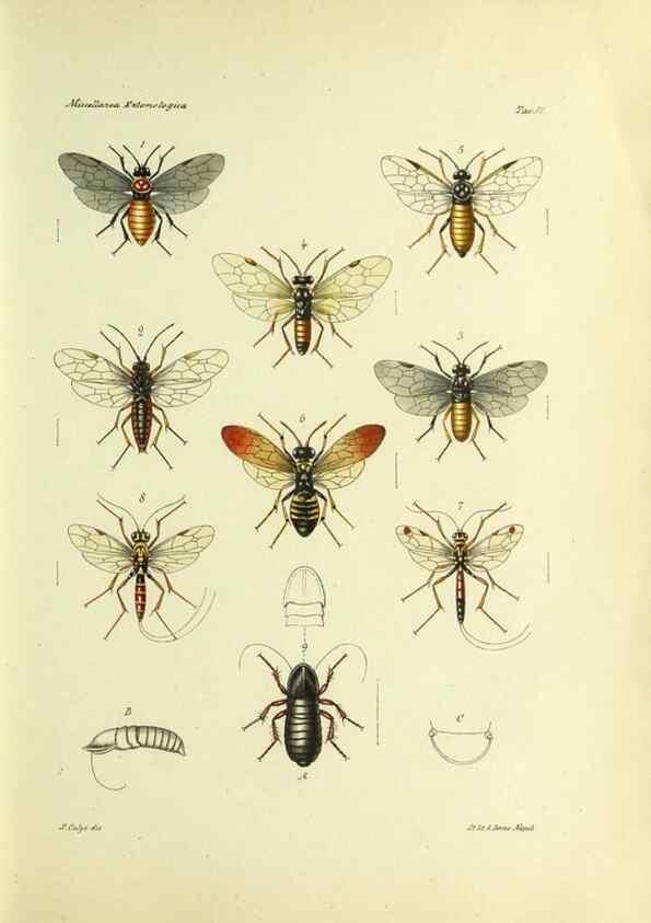 Reproducción/Reproduction 9390338663: Miscellanea entomologica.. Napoli,Tip. della Reale accademia delle scienze fisiche e matematiche,1888-93.