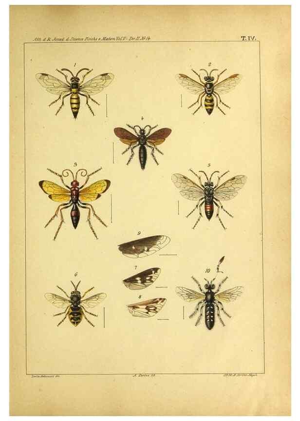 Reproducción/Reproduction 9393113268: Miscellanea entomologica.. Napoli,Tip. della Reale accademia delle scienze fisiche e matematiche,1888-93.