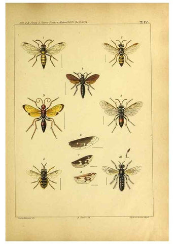 Reproducción/Reproduction 9393113268: Miscellanea entomologica.. Napoli,Tip. della Reale accademia delle scienze fisiche e matematiche,1888-93.