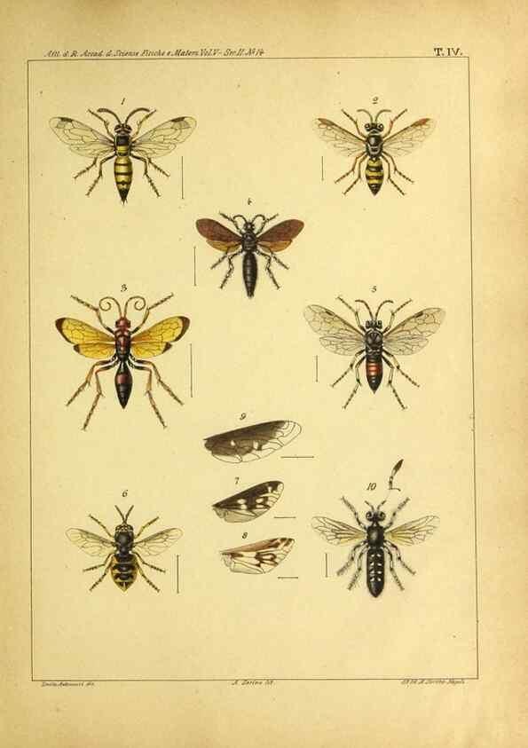 Reproducción/Reproduction 9393113268: Miscellanea entomologica.. Napoli,Tip. della Reale accademia delle scienze fisiche e matematiche,1888-93.