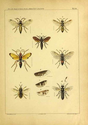 Reproducción/Reproduction 9393113268: Miscellanea entomologica.. Napoli,Tip. della Reale accademia delle scienze fisiche e matematiche,1888-93.