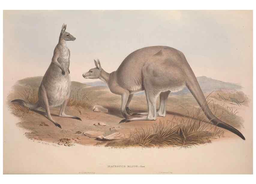 Reproducción/Reproduction 9398402935: [A monograph of the Macropodidæ, or family of kangaroos].. London :The Author,1841-1842
