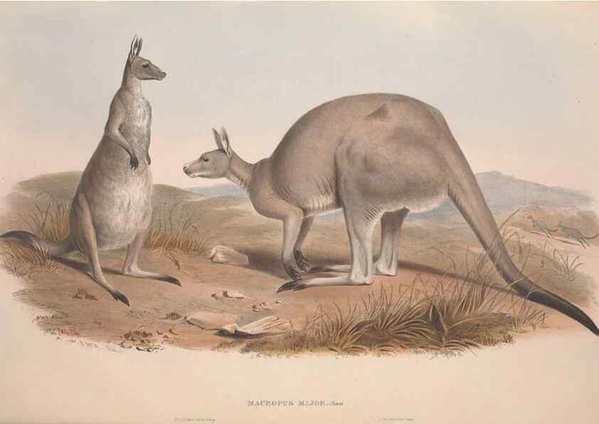 Reproducción/Reproduction 9398402935: [A monograph of the Macropodidæ, or family of kangaroos].. London :The Author,1841-1842