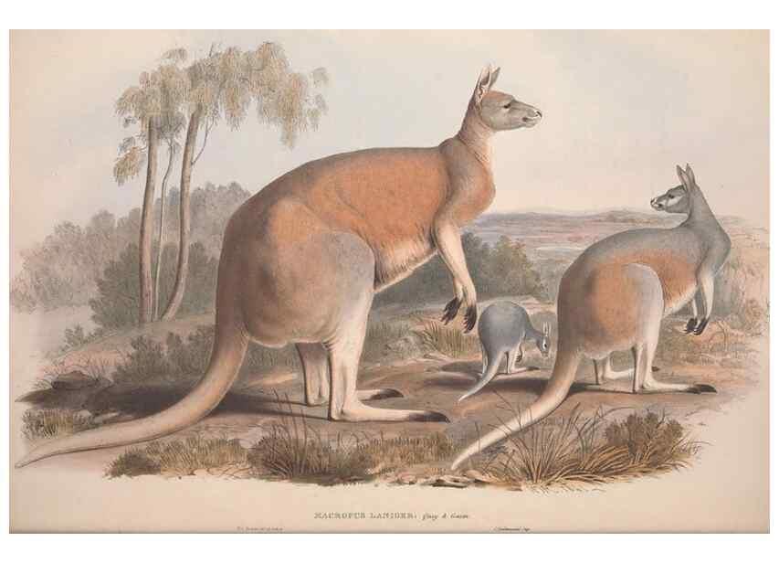 Reproducción/Reproduction 9398404841: [A monograph of the Macropodidæ, or family of kangaroos].. London :The Author,1841-1842
