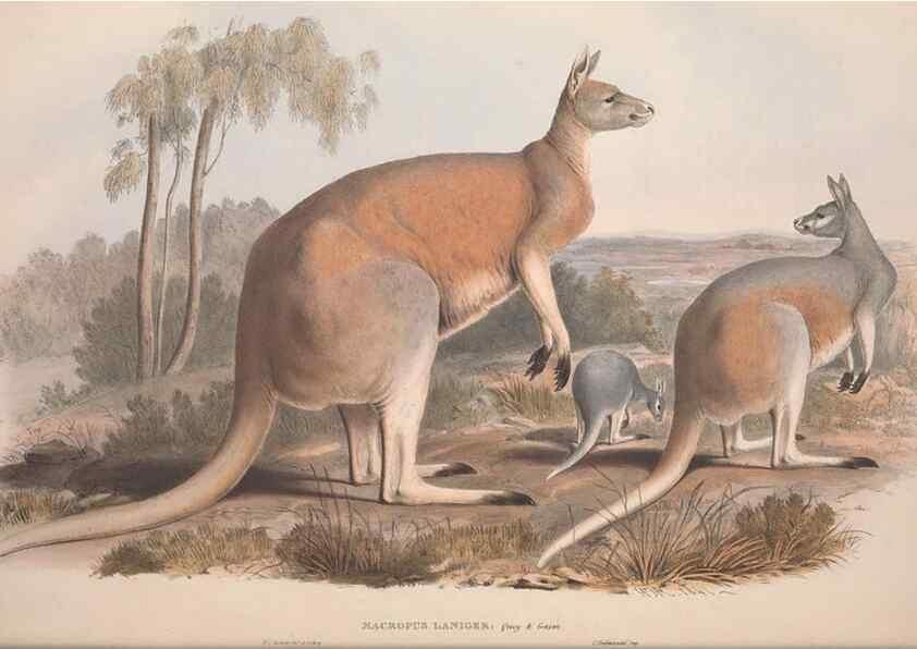 Reproducción/Reproduction 9398404841: [A monograph of the Macropodidæ, or family of kangaroos].. London :The Author,1841-1842