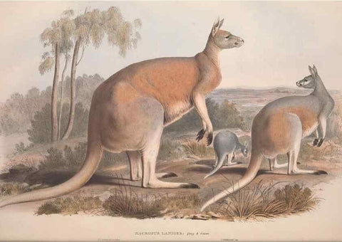 Reproducción/Reproduction 9398404841: [A monograph of the Macropodidæ, or family of kangaroos].. London :The Author,1841-1842