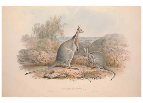 Reproducción/Reproduction 9401171182: [A monograph of the Macropodidæ, or family of kangaroos].. London :The Author,1841-1842