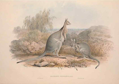 Reproducción/Reproduction 9401171182: [A monograph of the Macropodidæ, or family of kangaroos].. London :The Author,1841-1842