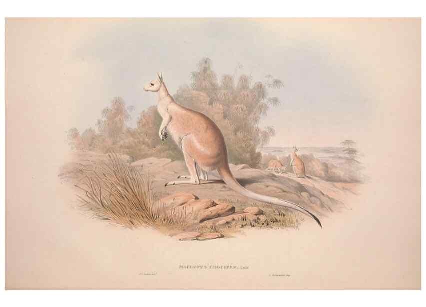 Reproducción/Reproduction 9398407137: [A monograph of the Macropodidæ, or family of kangaroos].. London :The Author,1841-1842