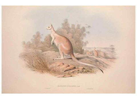Reproducción/Reproduction 9398407137: [A monograph of the Macropodidæ, or family of kangaroos].. London :The Author,1841-1842