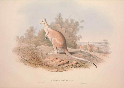Reproducción/Reproduction 9398407137: [A monograph of the Macropodidæ, or family of kangaroos].. London :The Author,1841-1842