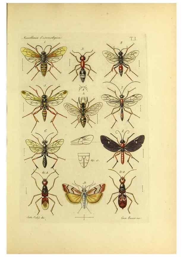 Reproducción/Reproduction 9393110892: Miscellanea entomologica.. Napoli,Tip. della Reale accademia delle scienze fisiche e matematiche,1888-93.