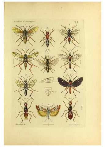 Reproducción/Reproduction 9393110892: Miscellanea entomologica.. Napoli,Tip. della Reale accademia delle scienze fisiche e matematiche,1888-93.