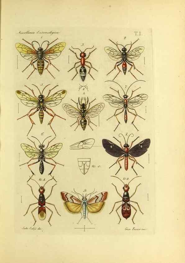 Reproducción/Reproduction 9393110892: Miscellanea entomologica.. Napoli,Tip. della Reale accademia delle scienze fisiche e matematiche,1888-93.