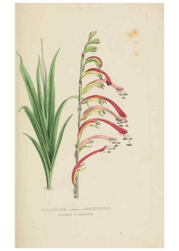 Reproducción/Reproduction 9368548345: Dictionnaire classique des sciences naturelles :. Brussels :Meline, Cans et Ce.,1853.